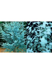 Eukaliptus gunni niebieski sadzonki PA 50-70cm C2