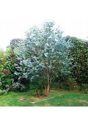 Eukaliptus gunni niebieski sadzonki PA 50-70cm C2