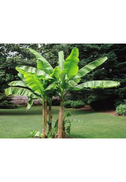 Bananowiec Musa Dajiao owocuje P12