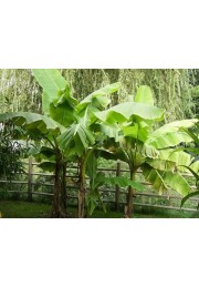 Bananowiec Musa Dajiao owocuje P12