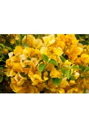 Bugenwilla żółta z kwiatami sadzonka P12