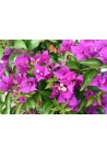 Bugenwilla fioletowa z kwiatami sadzonka P12