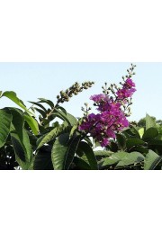 Lagerstroemia fioletowa Petite Orchid 20-40cm P9