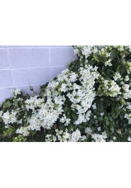 Bugenwilla biała z kwiatami sadzonka P12