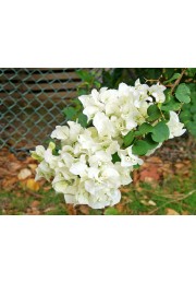 Bugenwilla biała z kwiatami sadzonka P12