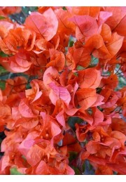 Bugenwilla pomarańczowa z kwiatami sadzonka P12