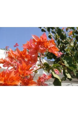 Bugenwilla pomarańczowo - fioletowa z kwiatami P12