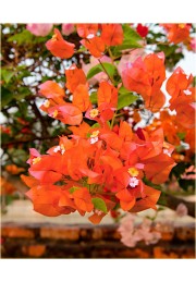 Bugenwilla pomarańczowo - fioletowa z kwiatami P12
