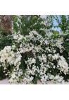 Bugenwilla biało - fioletowa z kwiatami P12
