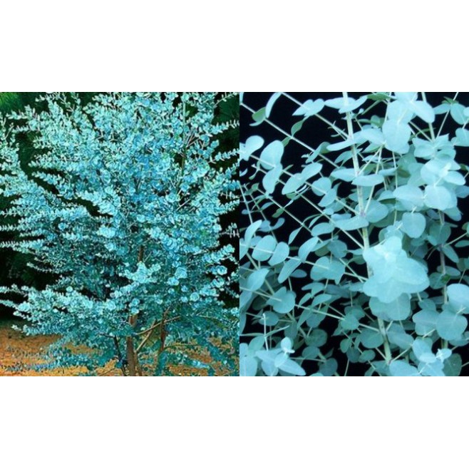 Eukaliptus gunni niebieski sadzonki C3