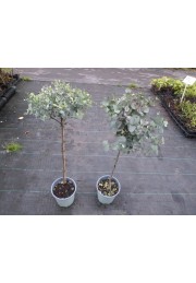 Eukaliptus gunni niebieski sadzonki PA 70-90cm C2
