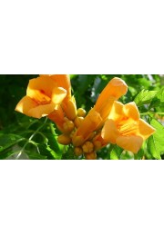 Frezje Milin amerykański Judy P9