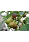 Figa figowiec sadzonki owocują P9