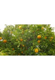 Pomarańcza chińska Orange Juice 20-40cm P12