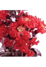 Lagerstroemia Black Diamond - Best Red czerwona P9