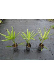 Palma mrozoodporna Trachycarpus Fortunei 1L