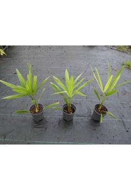 Palma mrozoodporna Trachycarpus Fortunei 1L