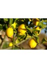 Cytryna zwyczajna Lemon Lover 20-40cm P12