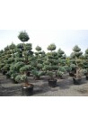 Cyprysik boulevard uformowany na bonsai 40-60cm C6