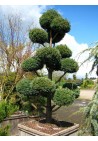 Cyprysik boulevard uformowany na bonsai 40-60cm C6