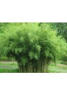 Bambus fargesia olbrzymia Pingwu 60-80cm C1