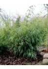 Bambus fargesia olbrzymia Pingwu 60-80cm C1