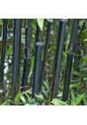 Bambus czarny Nigra mrozoodporny sadzonki P9