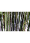 Bambus czarny Nigra mrozoodporny sadzonki P9