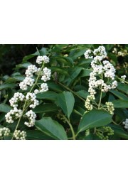 Pięknotka japońska Leucocarpa białe owoce P9