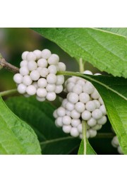 Pięknotka japońska Leucocarpa białe owoce P9
