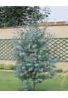Eukaliptus gunni niebieski sadzonki 50-70cm C1.5