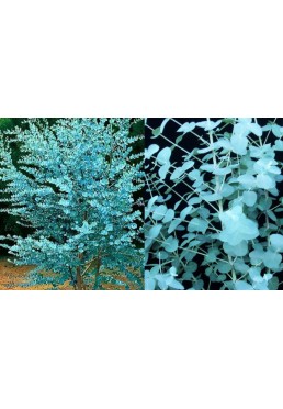 Eukaliptus gunni niebieski sadzonki 80-100cm C3