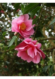 Camellia camelia kamelia Dr. Ralph Watkins pink P9