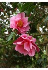 Camellia camelia kamelia Dr. Ralph Watkins pink P9