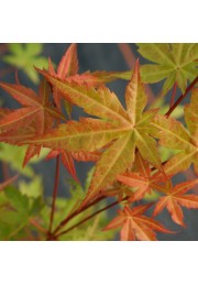 Klon palmowy Phoenix sadzonki 60-80cm P9