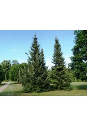 Świerk Serbski Picea omorika 40-60cm P9