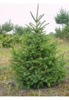 Świerk Serbski Picea omorika 40-60cm P9
