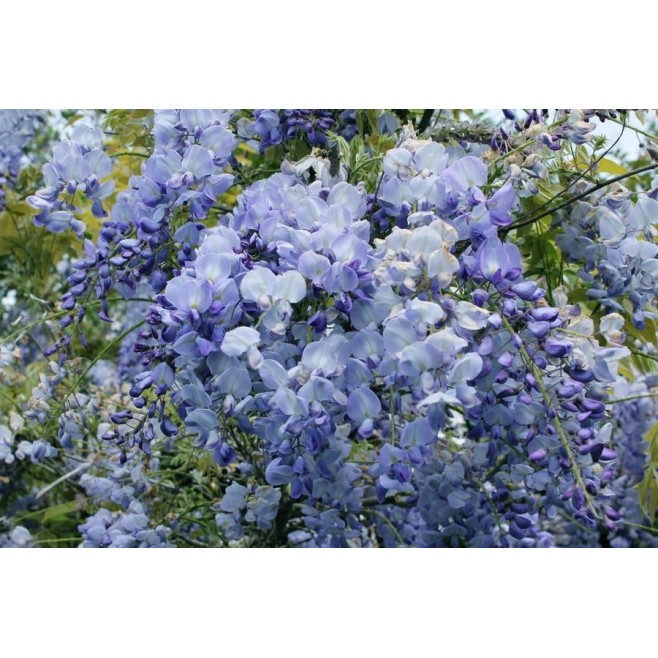 Wisteria Niebieska glicynia sadzonki 40-60cm P9