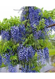 Wisteria Niebieska glicynia sadzonki 60-80cm P9