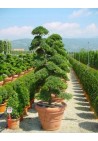 Cyprysik ELLWOODII formowany na bonsai 40-60cm C6
