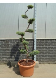Cyprysik ELLWOODII formowany na bonsai 40-60cm C6