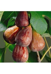 Figa figowiec sadzonki owocują 40-60cm C2