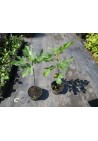 Figa figowiec sadzonki owocują 40-60cm C2