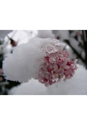 Kalina Dawn kwiaty zimą zwiastun wiosny 40-60cm C2