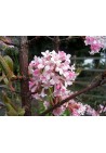 Kalina Dawn kwiaty zimą zwiastun wiosny 40-60cm C2