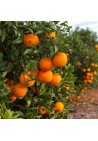 Pomarańcza chińska Orange Juice 60-80cm C2