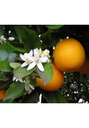 Pomarańcza chińska Orange Juice 60-80cm C2