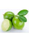 Limeta kwaśna lima limonka Wodka Lime 40-60cm P12