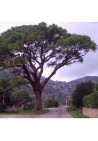 Sosna pinia pinus pinea 40-60cm C2