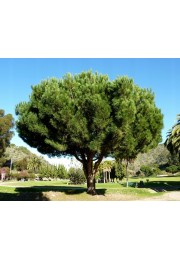 Sosna pinia pinus pinea 40-60cm C2